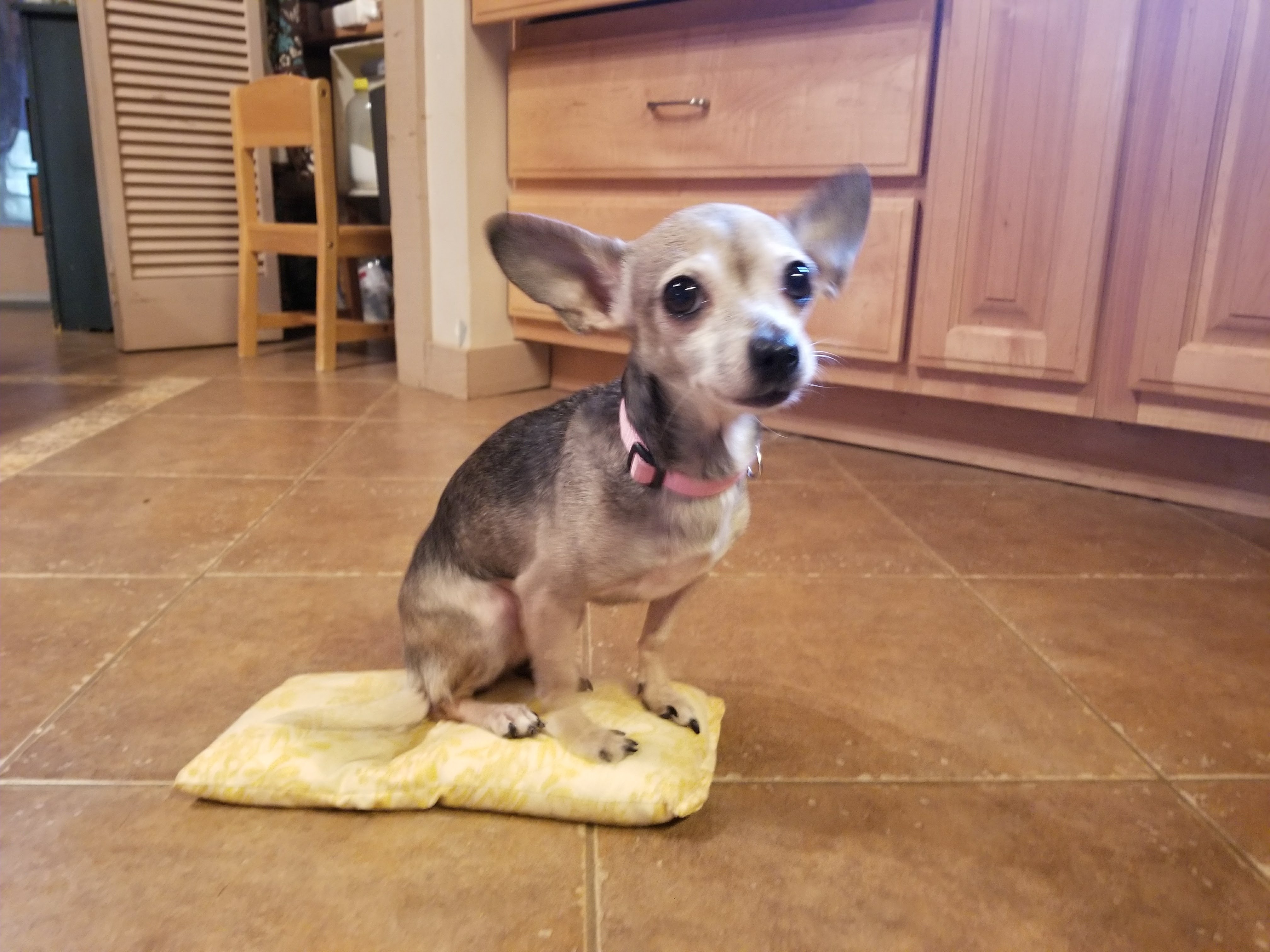 Meet Our New Rescue Dog, Satellite! Asheville Dog Company Dog