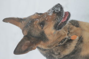 German shepherd in snow