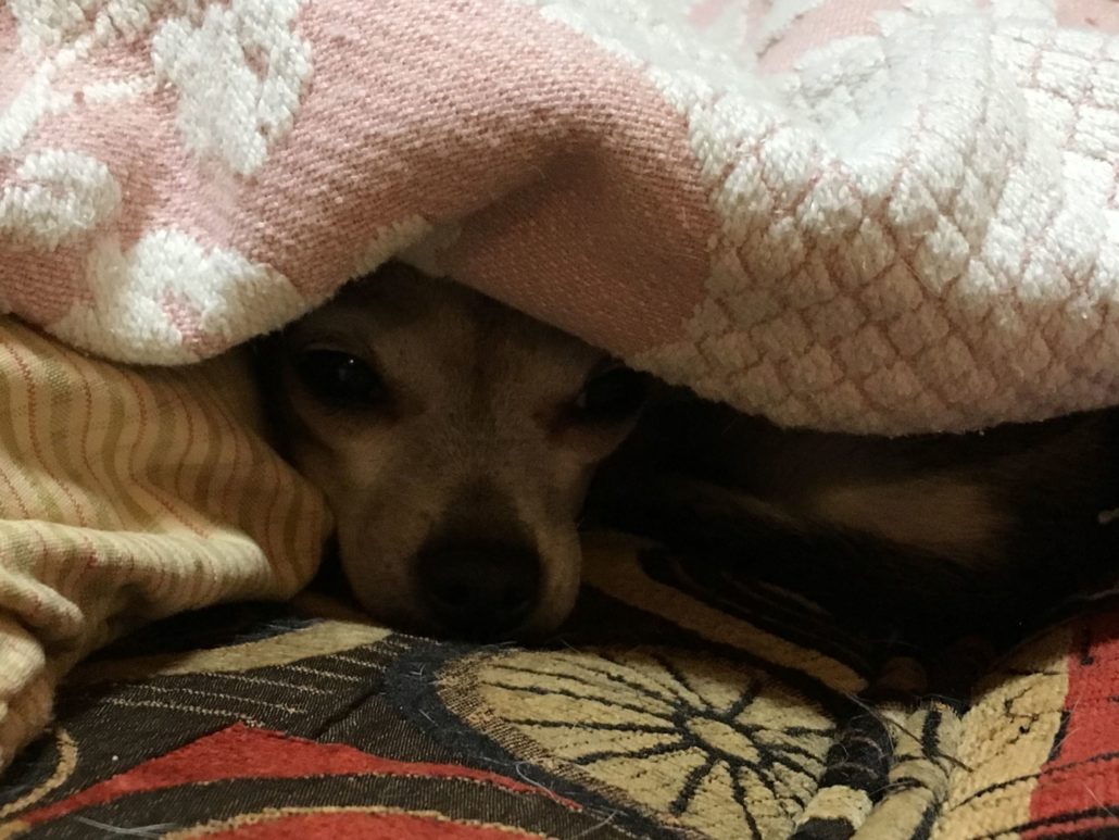 Asheville Dog Company Blog Archives Asheville Dog Company Dog