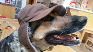 German shepherd in hat