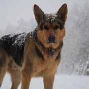 german shepherd in the snow