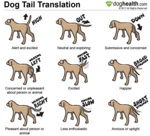 tail wagging mean does dog chart behavior training feeling