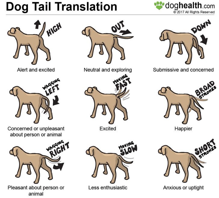 tail waging chart Asheville Dog Company Dog Trainer, Dog Training