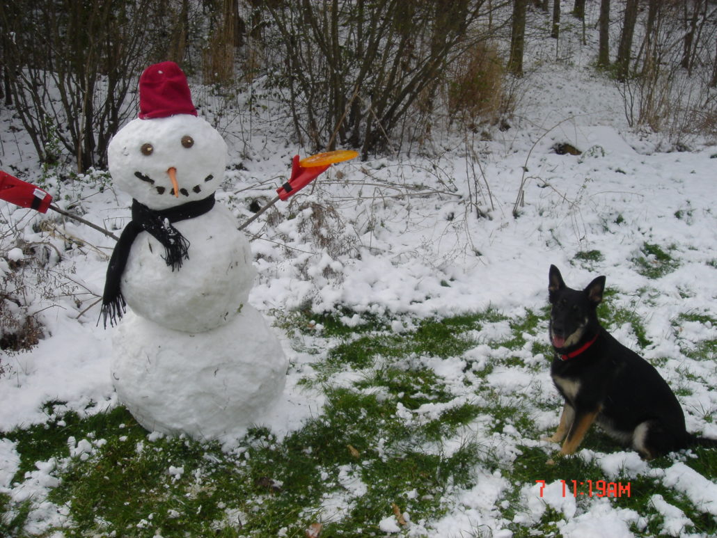 kyliesnowman Asheville Dog Company Dog Trainer, Dog Training & Boarding