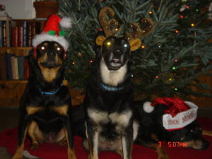 dogs in front of christmas tree