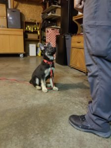 Trick-or-Treating With Your Dog