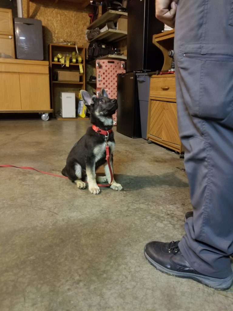 The Stages of Dog Training Asheville Dog Company Dog Trainer, Dog