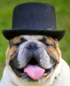 bulldog wearing a hat