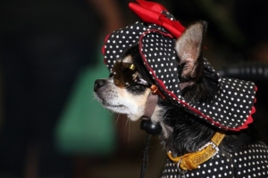dressed up chihuahua